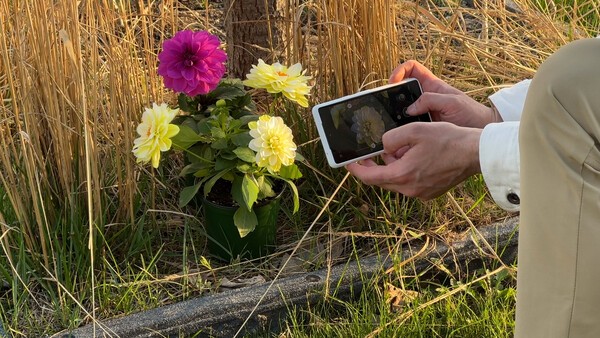 Pixel 7a Flower Photography Irl